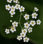 Flowering spurge